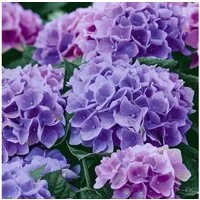 HOME FASHION Papierserviette 20 Servietten Lilac Hydrangea 33x33cm, (20 St)