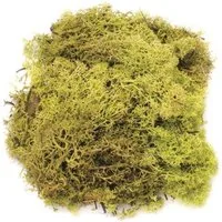 Glorex Bastelnaturmaterial Glorex Islandmoos hellgrün 50 g