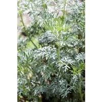 Pflanzen für Dich Staude Artemisia vulgaris, 1 St., Beifuß, Gemeiner Beifuß, Gewöhnlicher Beifuß