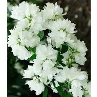 BALDUR Garten Zierstrauch Schneeweißer Duft-Jasmin, 1 St., Sommerjasmin, duftend, gefüllte Blüten, winterhart, mehrjährig