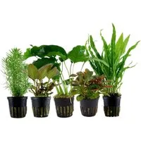 Aquaone Wasserpflanze Pflanzen Set mit 5 Mittelgrund Wasserpflanzen Nr.114