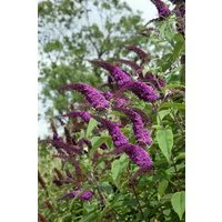 Pflanzen für Dich Gehölze Buddleja 'African Queen', 1 St., Schmetterlingsflieder, Sommerflieder