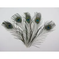 Trockenblume Echte Pfauenfedern 5er Set 30cm Länge, meinvipshop