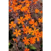 Pflanzen für Dich Staude Lychnis arkwrightii Orange Zwerg, 1 St., Arkwright-Leimkraut, Brennende Liebe