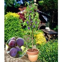 BALDUR Garten Obstpflanze Säulen-Pflaume 'Black Amber', 1 St., Selbstbefruchtend, winterhart, mehrjährig, pflegeleicht