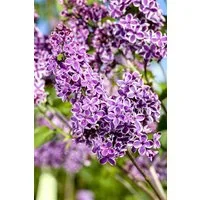 Pflanzen für Dich Gehölze Syringa vulg. Sensation, 1 St., Gewöhnlicher Flieder, Edelflieder, Gartenflieder