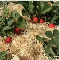 Boxolutions Gemüsedünger Holzwolle für Erdbeeren 5 Kg - Gemüseholzwolle Natur unbehandelt