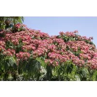 Pflanzen für Dich Gehölze Albizia julibrissin Ombrella, 1 St., Seidenbaum, Schlafbaum, Seidenakazie