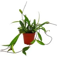 Exotenherz Zimmerpflanze Zimmerpflanze hängend Hoya pubicalyx Porzellanblume 12cm Topf