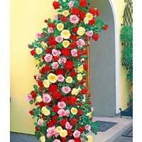 BALDUR Garten Rose Kletterrosen-Trio, 3 St., Mischung, winterhart, mehrjährig, pflegeleicht