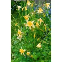 Pflanzen für Dich Staude Aquilegia chrysantha Yellow Queen, 1 St., Gold-Akelei, Gelbe Akelei