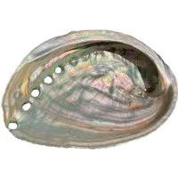 Steinfixx® Dekoschale Abalone Paua Muschel I Räucherschale I Perlmutt Meeresmuschel (100 % echt aus Mexiko, 1 St., Seifenschale I Schmuckschale), 100x70x15 mm