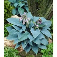 BALDUR Garten Staude Riesen-Hosta blau 'Halcyon', 2 St., Funkie,winterhart, mehrjährig, pflegeleicht