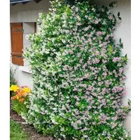 BALDUR Garten Zierstrauch Duft-Jasmin 'Pink & Weiß', 4 St., Bienenfreundlich, winterhart, blickdicht, reichblühend, duftend