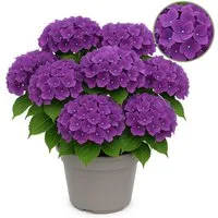 Exotenherz Beetpflanze Exotenherz - Hortensia - Hydrangea Lila - 7-12 Blühten - 23cm Topf