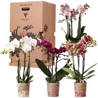 Exotenherz Zimmerpflanze Orchideen-Box Mix Pflanzen mit 4 verschiedenen Orchideen