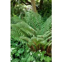 Pflanzen für Dich Gräser Polystichum polyblepharum, 1 St., Glanz-Schildfarn, Japanischer Glanzschildfarn, glänzend, schattenverträglich