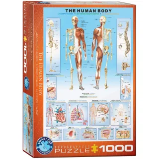 EuroGraphics Der Menschliche Körper - 1000 Teile Puzzle