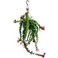 Exotenherz Zimmerpflanze Lippenstiftpflanze Schamblume Aeschynanthus 'Rasta' hängend 15cm