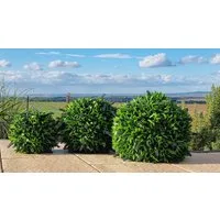 Kunstpflanze dekorative Lavendel Kugel mit Blüten, immergrün, 3 Größen verfügbar, HR Direktverkauf GmbH
