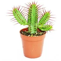 Exotenherz Zimmerpflanze Euphorbia enopla - rotdornige Wolfsmilch - 5,5cm Topf