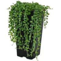 Exotenherz Kaktus Erbse am Band - Senecio rowleyanus 14cm Topf