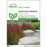 SAFLAX Blumensamen SAFLAX - Samen - Japanisches Blutgras