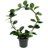 Exotenherz Zimmerpflanze Hoya Porzellanblume Wachsblume am großen Rundbogen 12cm Topf