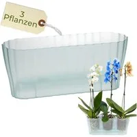GarPet Blumentopf Orchideentopf Transparent Länglicher Orchideenkasten mit Stufenboden