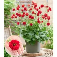 BALDUR Garten Staude Geum 'Firestarter®', 3 St., Blühstauden, winterhart, mehrjährig, pflegeleicht