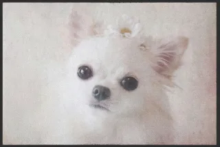 Fussmatte Chihuahua 4628 | Größe: 60 cm x 45 cm