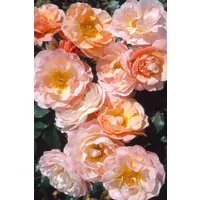 Pflanzen für Dich Rose Rosa Marie Curie