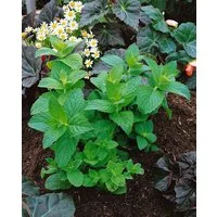 Pflanzen für Dich Staude Mentha piperita Mitcham, 1 St., Pfefferminze, Mentha, Minze