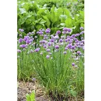 Pflanzen für Dich Staude Allium schoen., 1 St., Schnittlauch