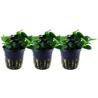 Aquaone Wasserpflanze Aquariumpflanze 3 Stück Anubias barteri var. nana 'Bonsai' Nr.301H