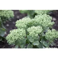 Pflanzen für Dich Staude Sedum telephium, 1 St., Hohe Fetthenne, Purpur-Fetthenne, Große Fetthenne