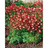 Pflanzen für Dich Staude Aquilegia caer. Crimson Star, 1 St., Akelei