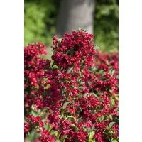 Pflanzen für Dich Gehölze Weigela 'Eva Rathke', 1 St., Weigelie, Glockenstrauch