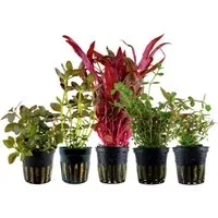 Aquaone Wasserpflanze 'Buntes' Set mit 5 Pflanzen Aquariumpflanzen Nr.214