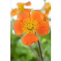 Pflanzen für Dich Staude Geum coccineum Borisii, 1 St., Nelkenwurz, Rote Nelkenwurz