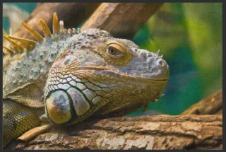 Fussmatte Reptil 6212 | Größe: 60 cm x 45 cm