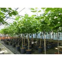 gruenwaren jakubik Feigenbaum kompakter Feigenbaum 150 - 180 cm Obstbaum, winterhart, Ficus Carica