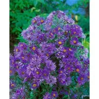 Pflanzen für Dich Staude Aster novi-belgii Sarah Ballard, 1 St., Glattblatt-Aster, Neubelgien-Aster