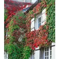 BALDUR Garten Kletterpflanze Wilder Wein Veitchii, 3 St., Gespensterpflanze, winterhart, mehrjährig, schnell wachsend