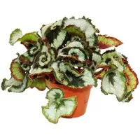 Exotenherz Zimmerpflanze Blattschmuck-Begonie "Princess of Hanover" - Königsbegonie - 12cm Topf