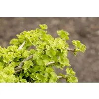 Pflanzen für Dich Konifere Ginkgo biloba Chris Dwarf, 1 St., Ginkgobaum, Fächerblattbaum, kompakt, fächerförmige Blätter