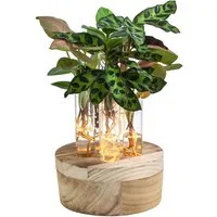 Dehner Zimmerpflanze Waterplant Set 6-tlg., Korbmarante, Balsamapfel, Purpurtute, LED Vase, Wasserpflanzen in Reagenzglas mit Holzständer und LED-Beleuchtung