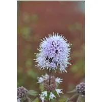 Pflanzen für Dich Staude Mentha aquatica, 1 St., Wasserminze