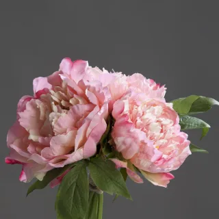 26 cm
