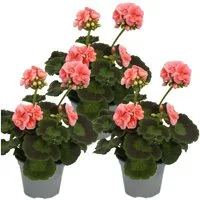 Exotenherz Beetpflanze Geranien stehend Pelargonium zonale versch. Farben12cm Topf 3er Set